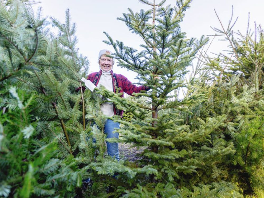 Drought, dwindling number of farms cut into B.C. Christmas tree supply