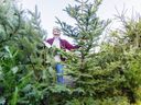 Joan Fleming of the Saanichton Christmas Tree Farm with a grand fir, one of this year's trees. 