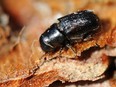 A live mountain pine beetle.