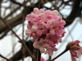 Viburnum Pink Dawn offers tremendous fragrance.