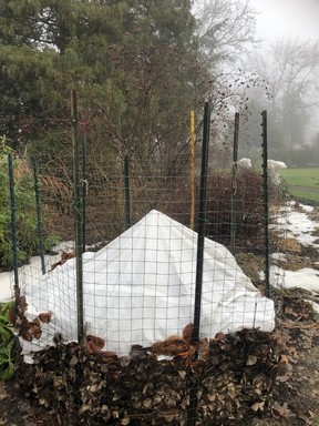 The caretakers of Gwynne Vaughan Park in Chilliwack have winterizing down to an art. Dried leaves topped with poly, enclosed in a mesh frame, is a tried-and-true way of protecting Musa basjoo bananas.