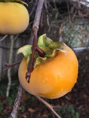 Persimmons are a joy to harvest in late fall and grow quite well in the Lower Mainland.