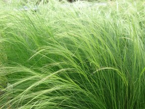Mexican Feather Grass likes to make itself at home!