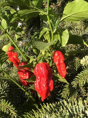 Some like it hot, but after a long summer peppers might be practically molten!