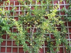 Espalier fruit cocktails are all fine and dandy, until a plum takes over.