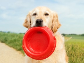 Teniendo en cuenta todos los roles que desempeña una mascota en nuestras vidas, tiene sentido que dediquemos algunos estudios para garantizar que obtengan las mejores comidas, las más adecuadas e, idealmente, las más agradables.