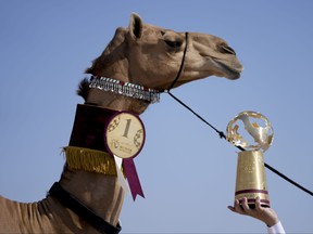 A member of the AlKuwari family shows the trophy after winning the first prize at a pageant, at the Qatar camel Mzayen Club, in Ash- Shahaniyah, Qatar, Friday, Dec. 2, 2022.