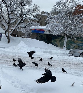 Snow scene from Vancouver's Mount Pleasant neighbourhood.