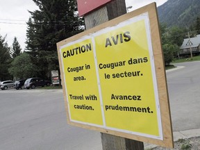 A sign at the entrance to town warns of the recent cougar activity Sunday, June 21, 2009 in Waterton Lakes National Park, Alta. A large cougar is prowling a tiny but densely populated island just off Nanaimo, B.C., and officials with the Environment Ministry say conservation officers are keeping a close eye on the situation.