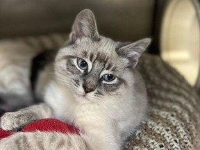 File photo of a cat in B.C. SPCA care.