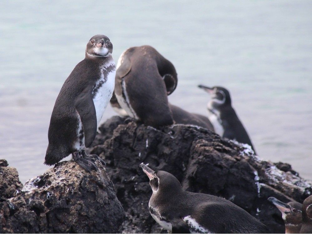  penguins in the galápagos islands.