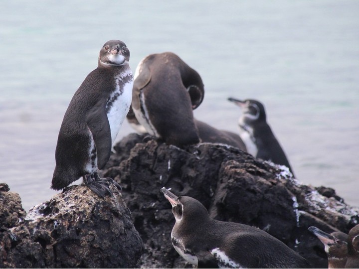  Penguins in the Galápagos Islands.