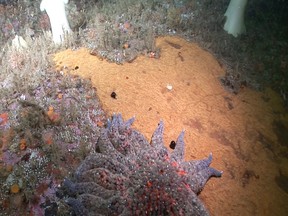 Beads of oil emerge from the wreckage of the Brig.-Gen. M.G. Zalinski in 2012. The U.S. army transport ship that sank off B.C.s north coast in 1946.