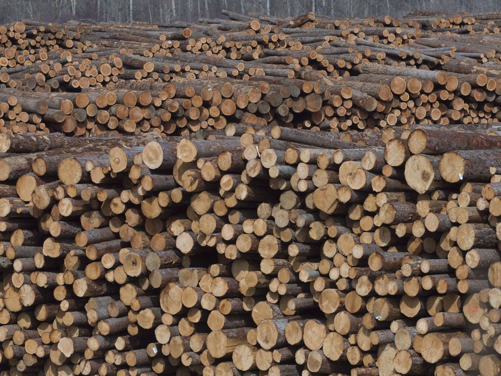 B.C. timber industry in throes of change | Vancouver Sun