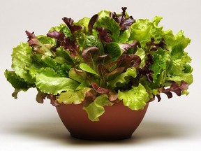 Simply Salad blends allow for harvests over a lengthy period.