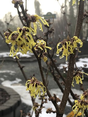 Bright shots of colour, like from this hamamelis, are so welcome in our winter gardens.