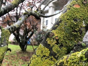 Moss and lichen can be kept in check with applications of dormant spray.