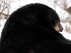 Back bear at the Ecomuseum, March 18.