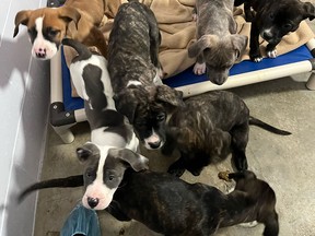 A total of 15 Cane Corso dogs and puppies are in B.C. SPCA care after being found starving on the property of a breeder in Clearwater, B.C.