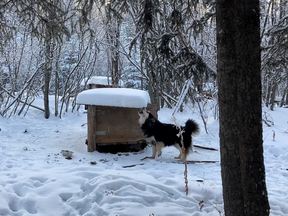 B.C. SPCA animal protection officers rescued 10 malamute-husky cross dogs from a property two hours north of Fort St. John after their owner was hospitalized.