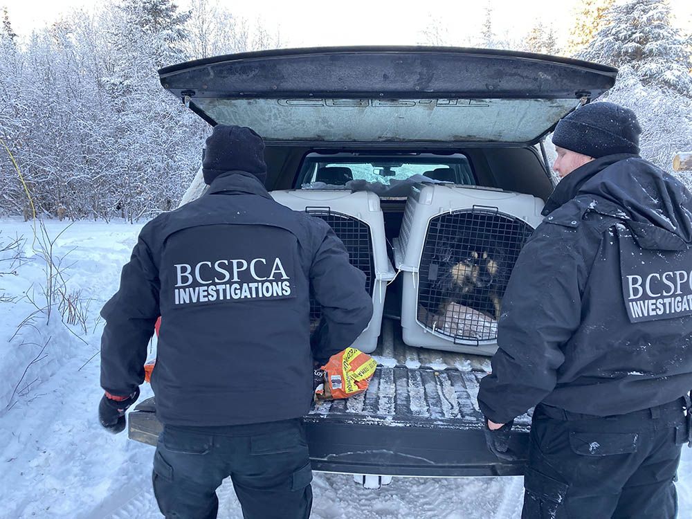 Malamute-husky Cross Dogs Rescued From Property In Northern B.C ...