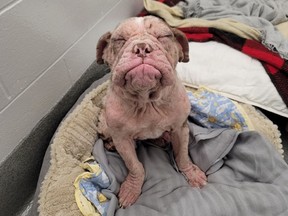 The B.C. SPCA's Betty White Challenge is back, in honour of the week when the comedic actress and animal lover would have turned 101 years old. This year's face of the fundraiser is GG (full name Golden Girl), an abandoned eight-month-old English bulldog mix in need of veterinary care.