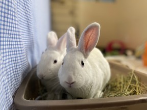 The B.C. SPCA has plenty of rabbits available for adoption, but there's a lot to know about them if you're considering one for a pet.