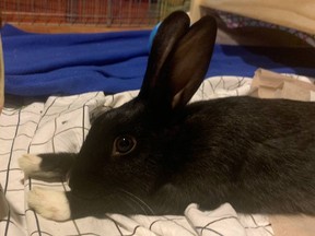 The B.C. SPCA has plenty of rabbits available for adoption, but there’s a lot to know about them if you’re considering one for a pet.