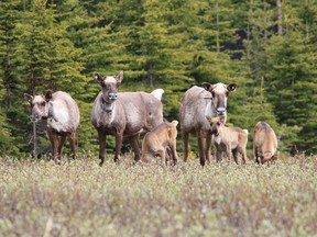 A group of B.C. caribou is seen in an undated handout photo.