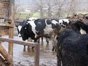 The cows were up to their knees in mud and manure, said the B.C. SPCA which seized 129 cattle from the property in Cawston.
