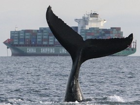 Whales may be in danger of LNG ships, says report