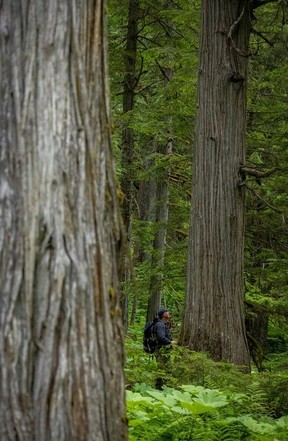 The Incomappleux River Valley is a vast and largely untouched area of ​​rare inland temperate rainforest, a unique ecosystem found in only one of the few regions on Earth.  These forests contain some ancient trees ranging from 800 to 1,500 years old.  photo by Paul Zizka