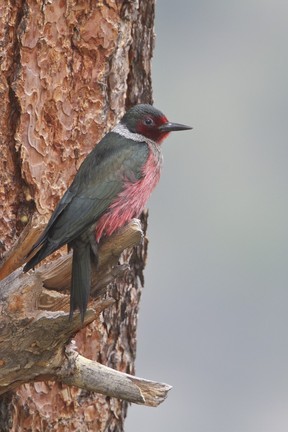 Lewis’s Woodpecker.