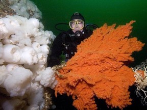 Zoologist Neil McDaniel with some of the unique ecosystem of corals and sponges the Mamalilikulla First Nation and conservationists hope the federal government will protect from fishing activity this spring.