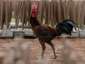 Roosters are a nuisance. Turns out that roosters don’t just announce the dawn, roosters can crow all damned night long.