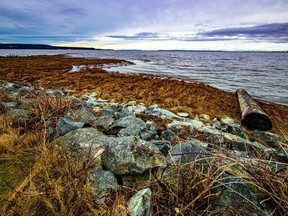 Mud Bay will be the site of B.C.'s first "living dike." Salt marshes will be enhanced with sediment, natural materials and vegetation to provide flood protection to Surrey and Delta.