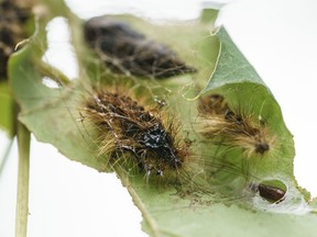 The B.C. government is planning to launch an insecticide spraying program this spring that targets invasive spongy moths, formerly known as gypsy moths. Tree leaves eaten by the moth's caterpillars are seen on Montreal's Mount Royal on Wednesday, July 7, 2021.