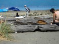 Clothing is optional, even discouraged, on Wreck Beach.