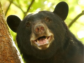 The British Columbia Conservation Officer Service says a West Vancouver man has been fined for feeding black bears at his home.