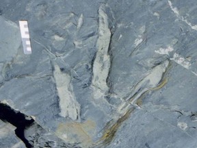 An example of dinosaur tracks found in western Canada.