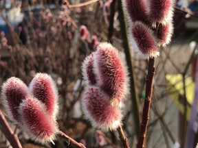 'Mt. Aso' pinky pussy willow.