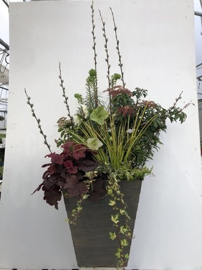 Plants in planter: Euphorbia Shorty, Pieris japonica Mt. Fire, Acorus Ogon, Helleborus Molly’s White, Heuchera Cinnamon Stick, Viburnum Spring Bouquet. Variegated ivy, and Heather Golden Starlet.