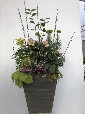 Plants in planter: Camellia japonica, Winter heather, Helleborus Ice N’ Roses Rosado, Euphorbia Shorty, Heuchera Prima Pistachio, Choisya aurea, Acorus Ogon, and Sedum Angelina.