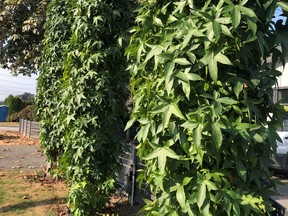 Liquidambar styraciflua ‘Slender Silhouette’