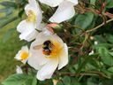 Pollinator-friendly roses make great screening plants. 