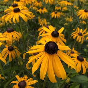 Rudbeckias