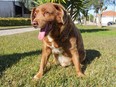 The dog, Bobi, that broke the record for oldest dog ever at 30 years-old, is pictured at Conqueiros, in Leiria, Portugal, Saturday, Feb. 4, 2023.