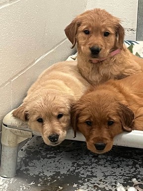 The B.C. SPCA recently took in 21 golden retrievers, including 17 puppies, from a breeder near Quesnel. It’s part of an influx of surrendered animals from people who set up breeding operations during the COVID-19 pandemic.