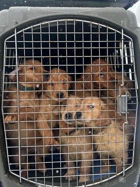 The B.C. SPCA recently took in 21 golden retrievers, including 17 puppies, from a breeder near Quesnel. It’s part of an influx of surrendered animals from people who set up breeding operations during the COVID-19 pandemic.
