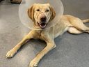 Buttercup, a yellow Lab, was found running loose with injuries in Comox recently. She is in SPCA care and has been entered in its annual calendar contest on a donation basis.